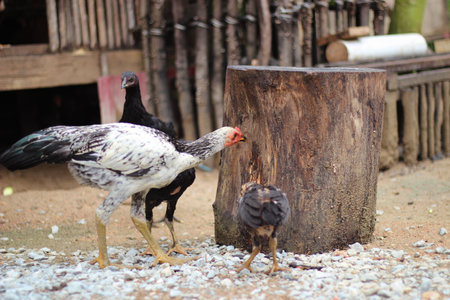 Black and white chicken on the farm, chicken on the farmの写真素材