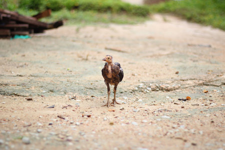 Chicken on the ground on a farm in the countryside of Indonesia.の写真素材