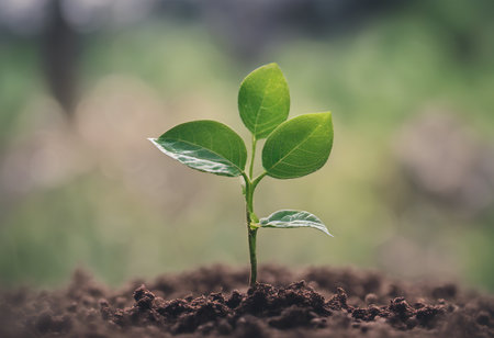 Green seedling growing from seed - vintage effect style pictures, shallow depth of fieldの素材