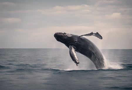 Humpback whale jumping out of the ocean. Toned.の素材