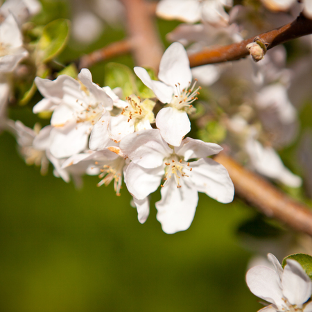Blooming apple treeの写真素材