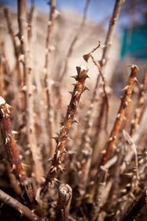 Uncut dry bush roses closeup, shallow depth of fieldの写真素材