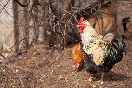 Rooster and chickens in a penの写真素材