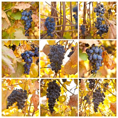 brush of blue grapes on a bush, shallow depth of field, collageの写真素材