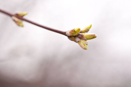 Swollen buds on a branch of a small depth of field