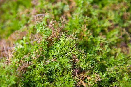 Recumbent juniper background shallow depth of fieldの写真素材