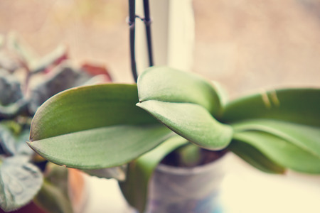 ficus leaves close-up, shallow depth of fieldの写真素材