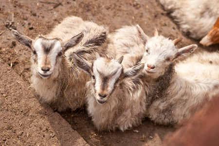 goats in a penの写真素材