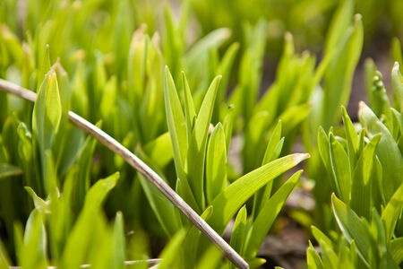 Green shoots of grass background, shallow depth of field