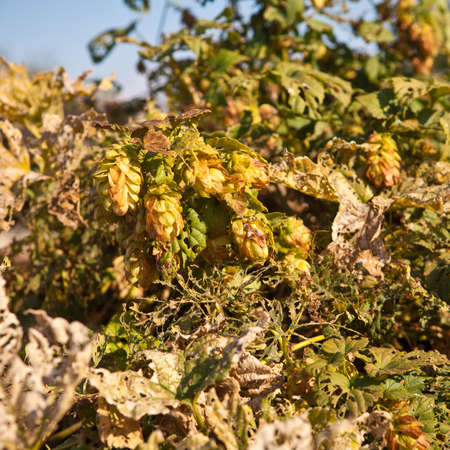 mature cones of hop on the fence, shallow depth of field