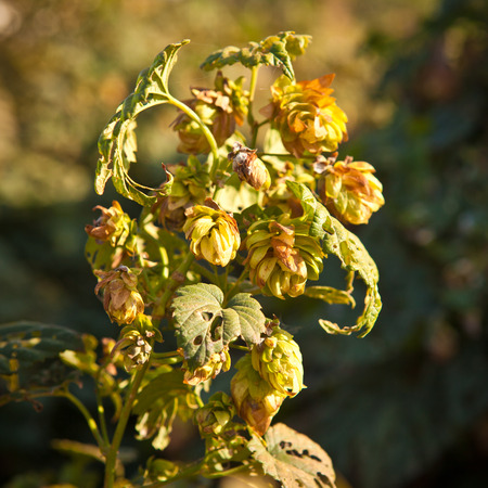 mature cones of hop on the fence, shallow depth of field