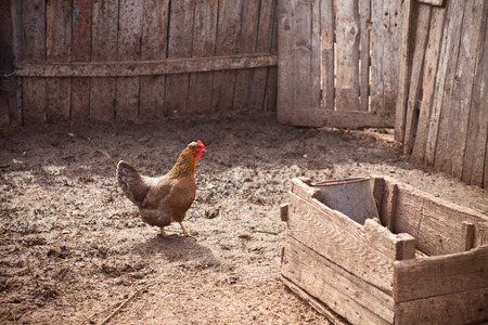 Hen in a penの写真素材