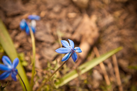 Bee on flowers of snowdrops, shallow depth of fieldの写真素材
