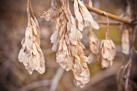 dry maple lionfish on a branchの写真素材