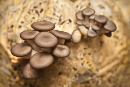 oyster mushroomsの写真素材