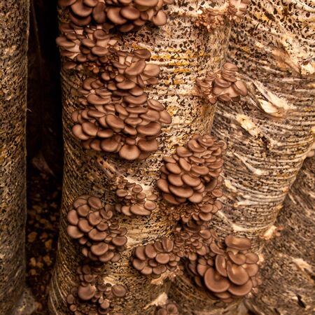 oyster mushrooms