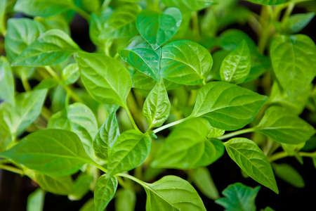 Young seedlings of peppers closeupの写真素材