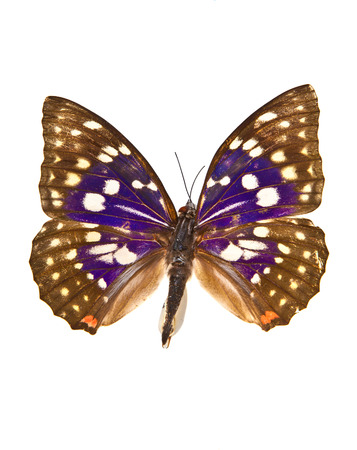 Butterfly on a white backgroundの写真素材