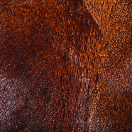 fur background