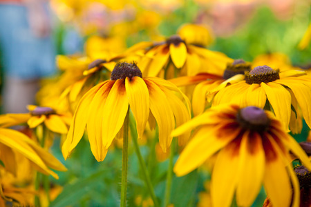 Rudbeckia hirta in the gardenの写真素材
