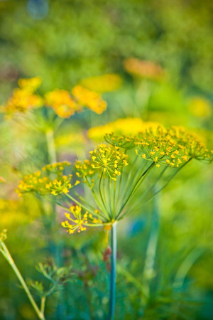 Flowering dill in the gardenの写真素材