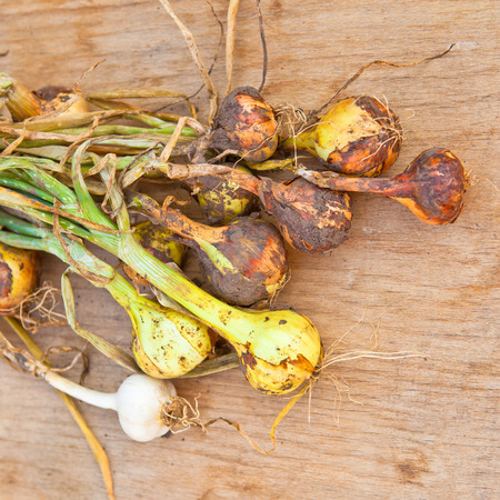 Young onions and garlic on a wooden boardの写真素材