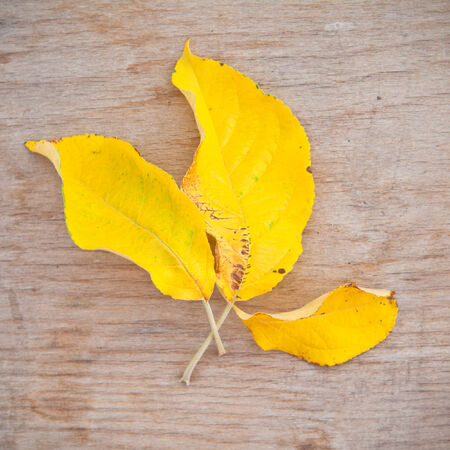 Yellow leaves on a wooden backgroundの写真素材