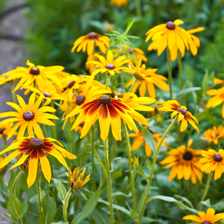Rudbeckia hirta in the garden