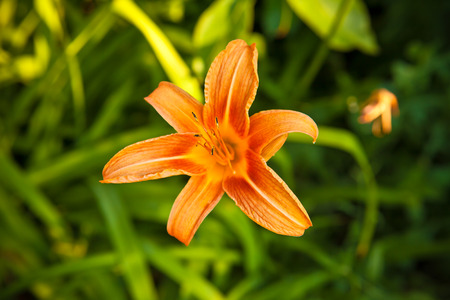Tiger lily in the gardenの写真素材