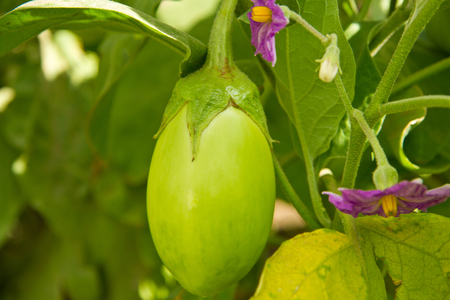 immature aubergine shrubの写真素材