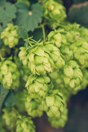 ripe cones of hopsの写真素材