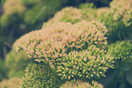 flowers blooming onion closeupの写真素材