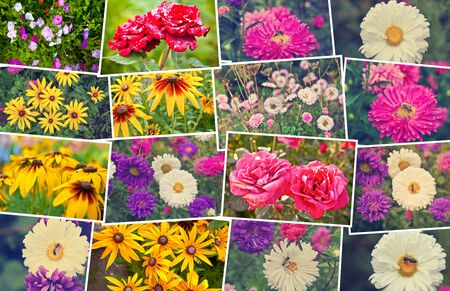 collage of flowers in the flowerbed, postcardsの写真素材
