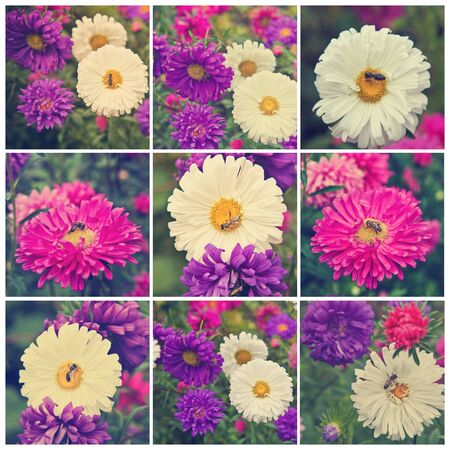 collage asters in flowerbedの写真素材