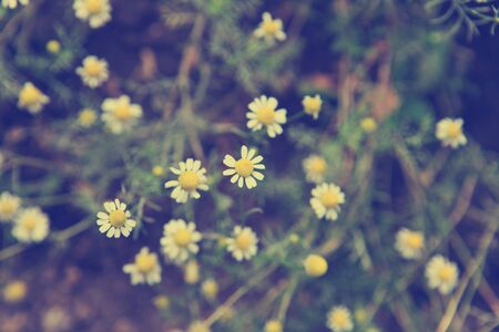 bush field of daisiesの写真素材