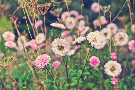 Asters flowerbed gardenの写真素材