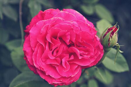red rose close-up