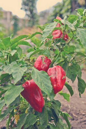 ripe pepper on the bushの写真素材