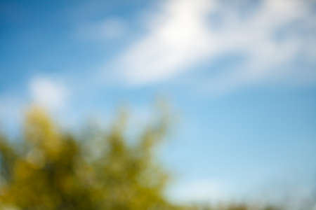 trees and blue sky with blurred background bokehの写真素材