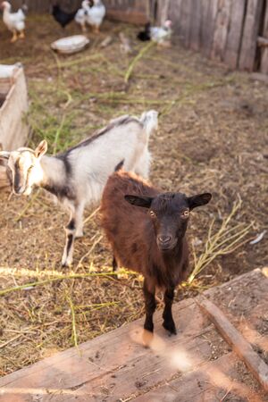 goats in the farmyard in the paddockの写真素材