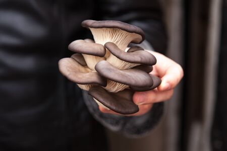 oyster mushrooms in a hand at the man, shallow depth of fieldの写真素材