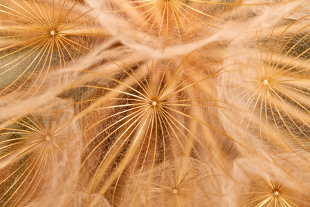 fuzz dandelion closeup. macro backgroundの写真素材