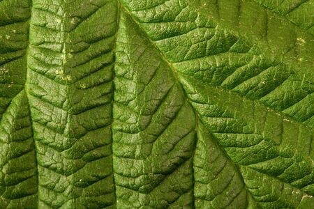 raspberry leaf. macro background