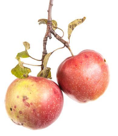ripe apple on the branch. isolated on white backgroundの写真素材