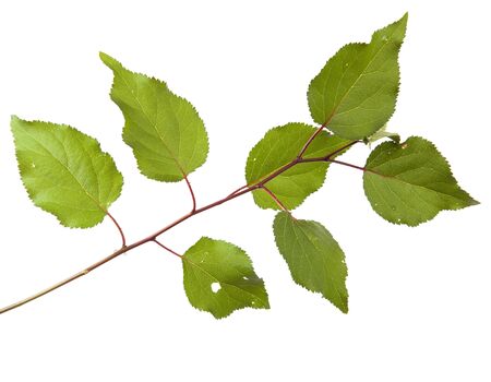 apricot tree branch with green leaves isolated on white background