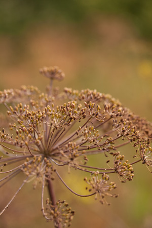 dried fennel seeds in the beds. shallow depth of field