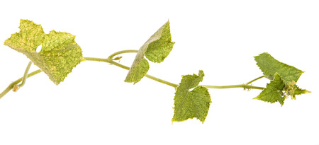 green leaves of cucumber isolated on white backgroundの写真素材