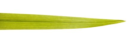 of the grass leaf. isolated on white background. macroの写真素材