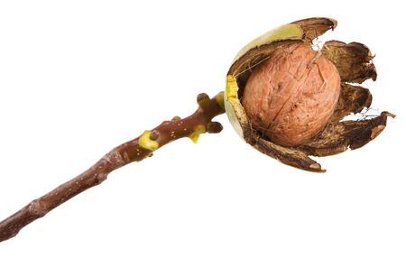 ripe walnuts on a branch. isolated on white backgroundの写真素材
