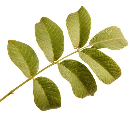 branch of walnut isolated on white backgroundの写真素材